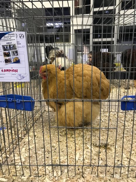 2052252C-74D5-46CE-A441-8F0CE32BC02F - Expozitia Craiova 2018