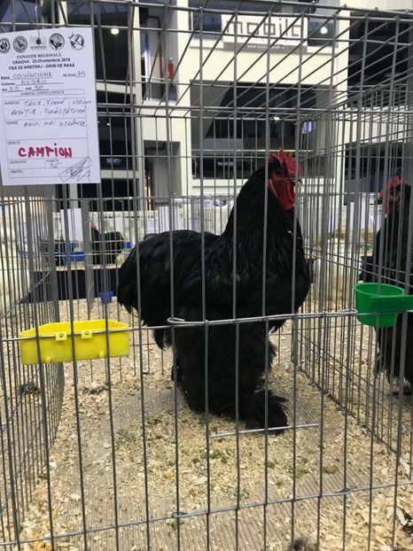 C6E14760-70E4-4803-BBE8-E7FB9EF75C8F - Expozitia Craiova 2018