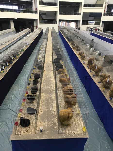 4C2A0526-496B-4D58-ACAC-6CA56E755D52 - Expozitia Craiova 2018