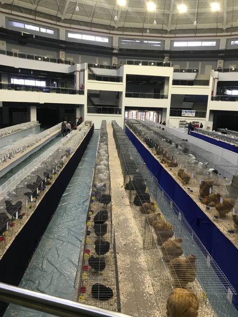 E074308E-EEF8-46EF-9975-3162B1290164 - Expozitia Craiova 2018