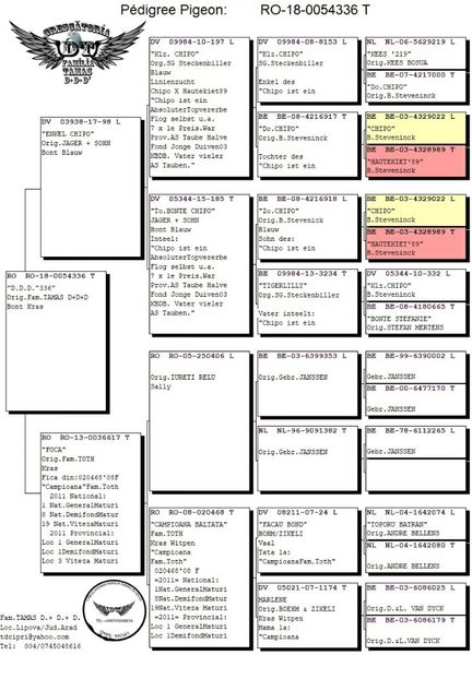 Tamas-Dorin-RO-054336-2018-pedigree - matca