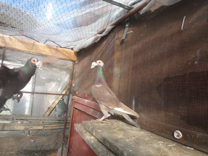 SAM_5344 - CARIERI 2019