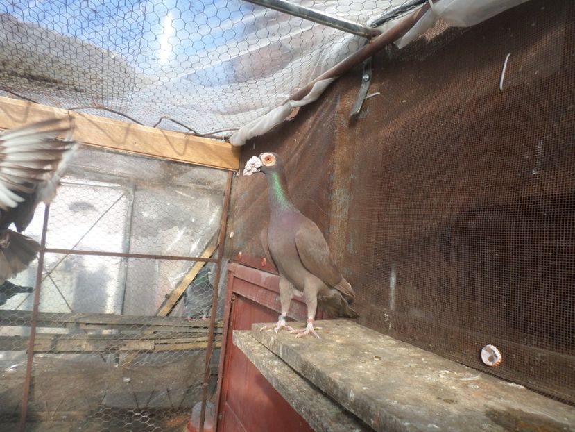 SAM_5345 - ARHIVA 2016 -2017-2o18-2019-2020