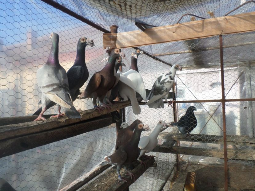 SAM_5346 - CARIERI 2019