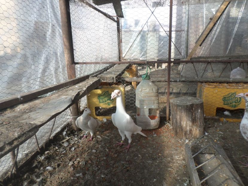 SAM_5348 - CARIERI 2019