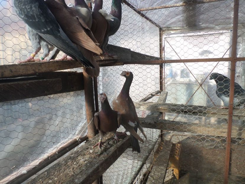 SAM_5351 - CARIERI 2019