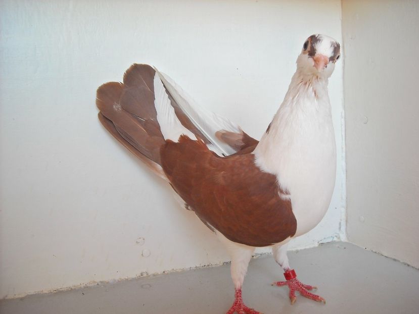  - PORUMBEI CARE MI AU APARTINUT