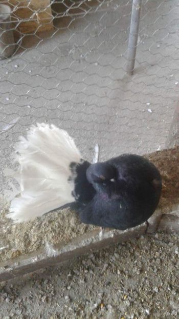 received_1364363050265129 - Porumbei vanduti