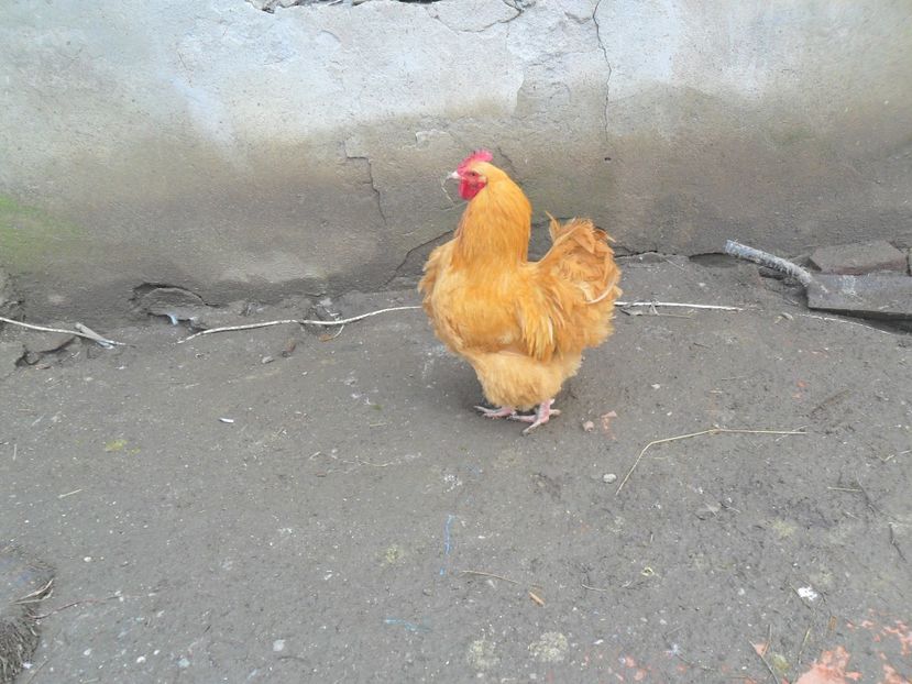 SAM_0611 - ratusca mandarina  de vanzare