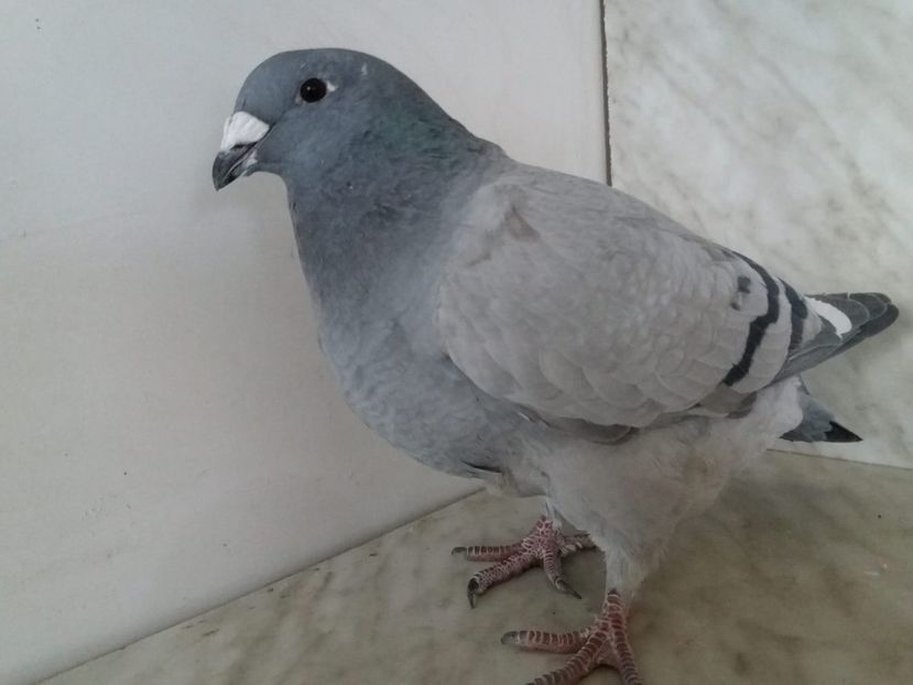 WhatsApp Image 2018-12-26 at 16.00.07 - porumbei 2019-de vanzare