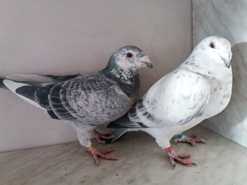 WhatsApp Image 2018-12-26 at 16.00.13 - porumbei 2019-de vanzare