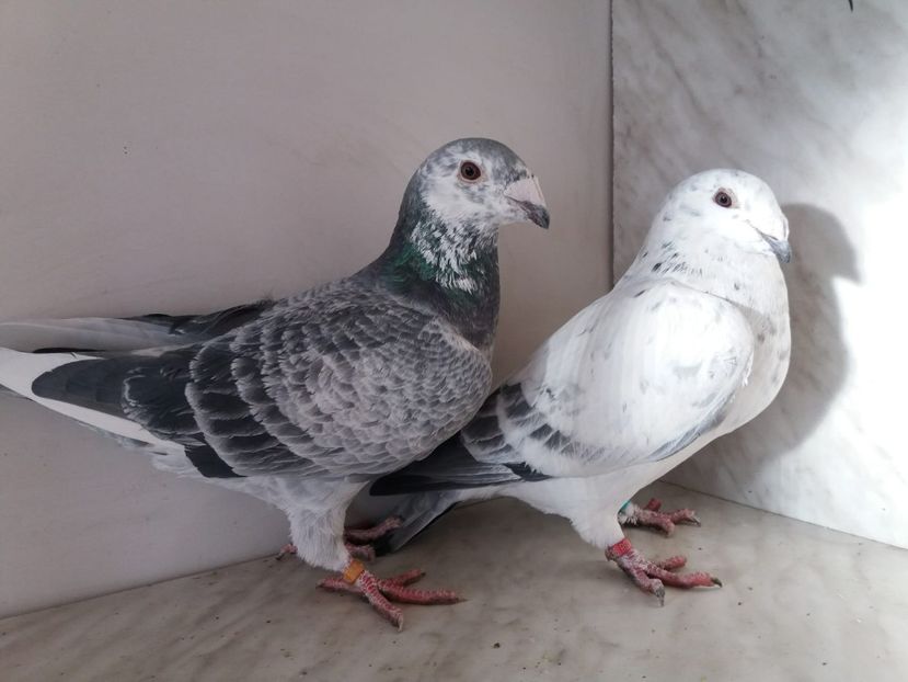 WhatsApp Image 2018-12-26 at 16.00.14 (1) - porumbei 2019-de vanzare