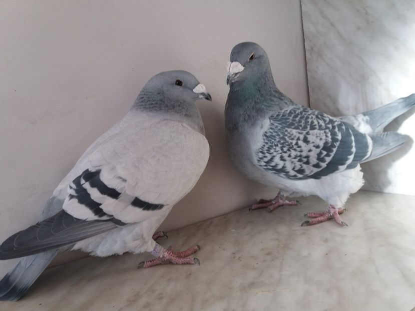 WhatsApp Image 2018-12-26 at 16.00.15 - porumbei 2019-de vanzare