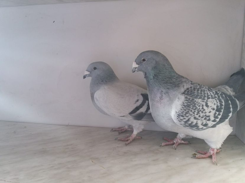 WhatsApp Image 2018-12-26 at 16.00.16 - porumbei 2019-de vanzare