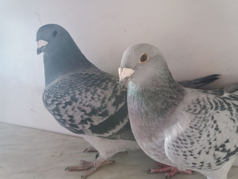 WhatsApp Image 2018-12-26 at 16.00.17 - porumbei 2019-de vanzare