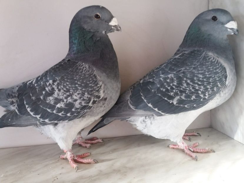 WhatsApp Image 2018-12-26 at 16.00.21 (2) - porumbei 2019-de vanzare