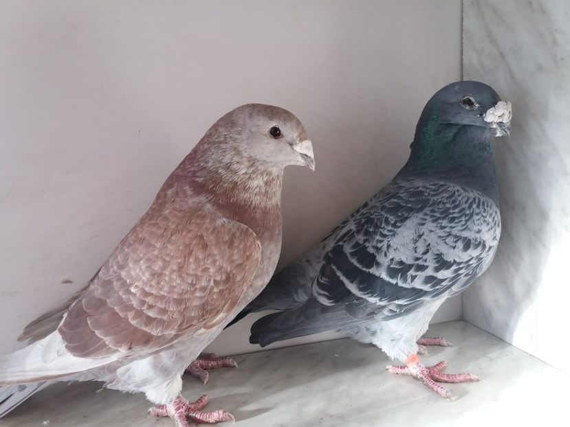 WhatsApp Image 2018-12-26 at 16.01.56 (1) - porumbei 2019-de vanzare