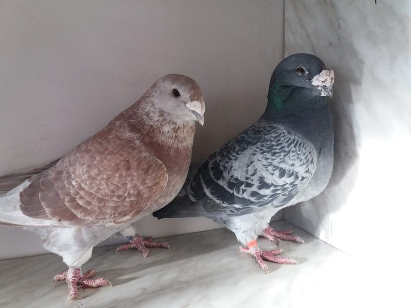 WhatsApp Image 2018-12-26 at 16.01.57 (2) - porumbei 2019-de vanzare