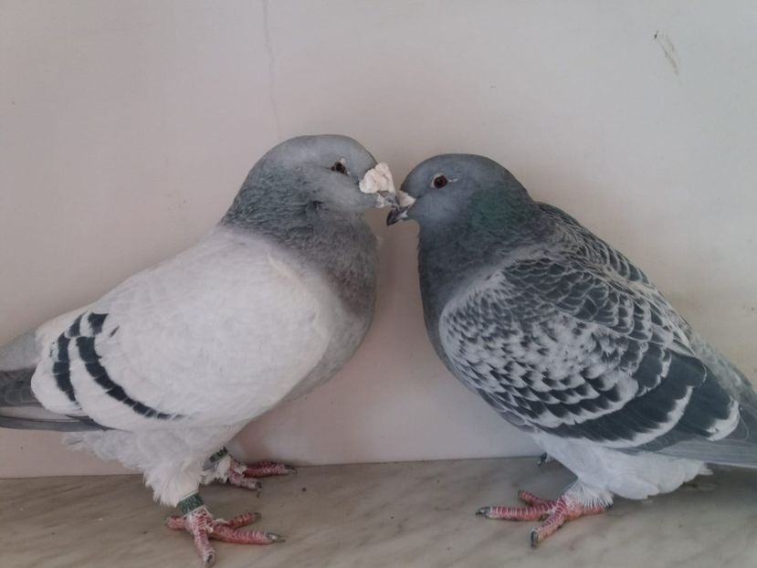 WhatsApp Image 2018-12-26 at 16.02.00 - porumbei 2019-de vanzare