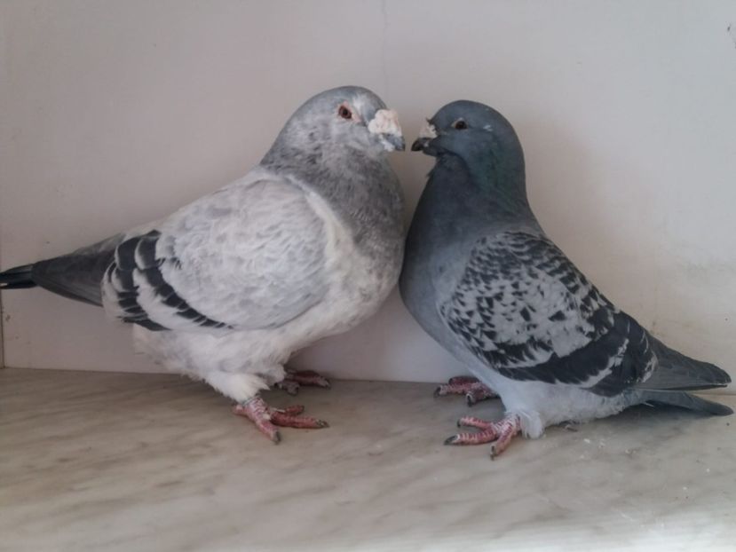 WhatsApp Image 2018-12-26 at 16.02.01 (2) - porumbei 2019-de vanzare