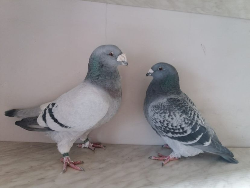 WhatsApp Image 2018-12-26 at 16.02.01 - porumbei 2019-de vanzare