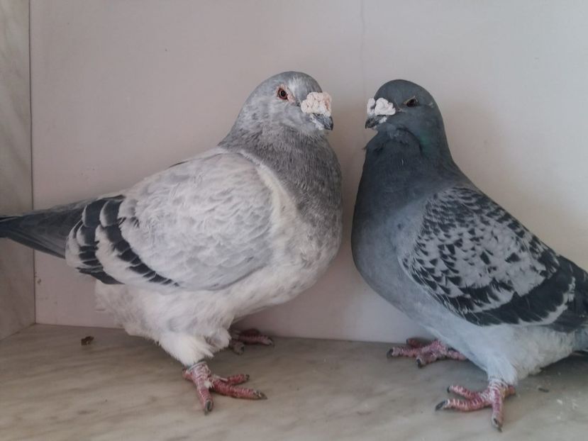 WhatsApp Image 2018-12-26 at 16.02.02 - porumbei 2019-de vanzare