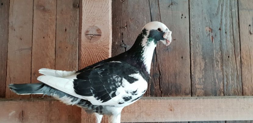 M 2014  200 lei . - De vanzare