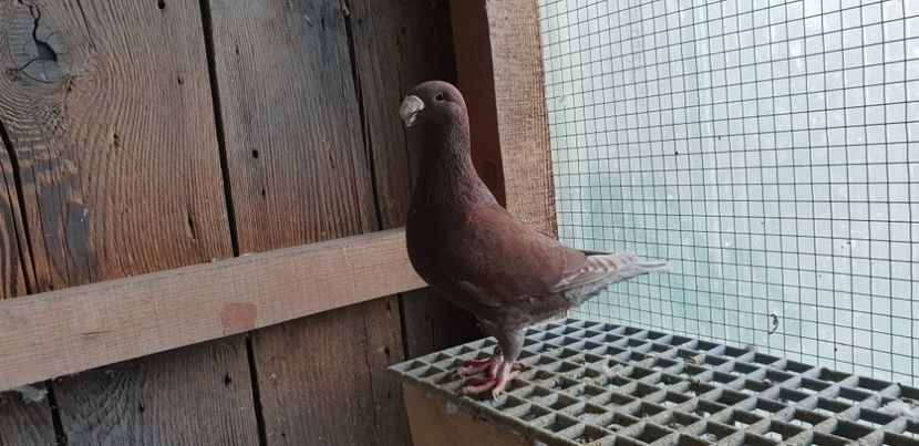  - Voiajori Germani 2018
