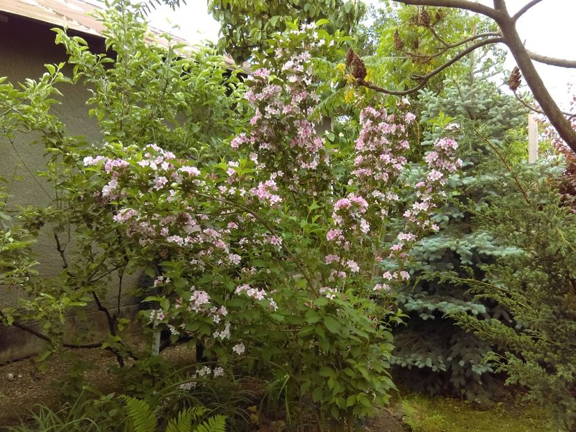  - weigelea rosea