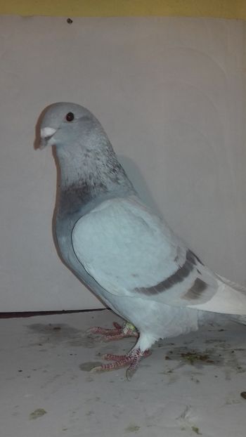  - Standard românesc 2018