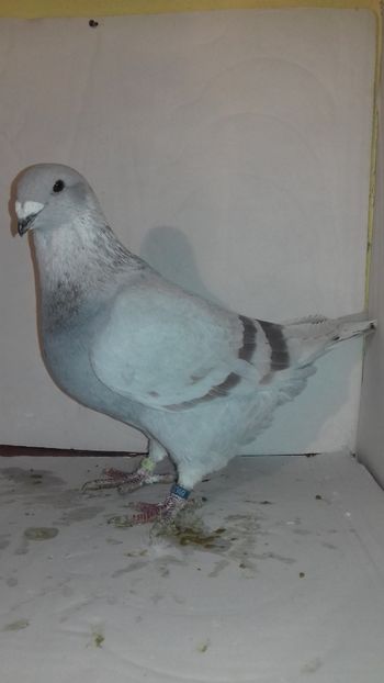  - Standard românesc 2018