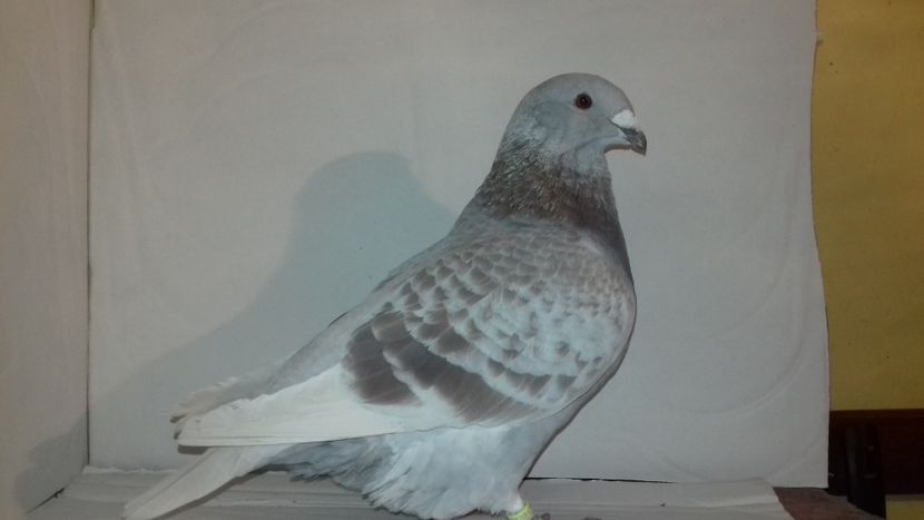  - Standard românesc 2018