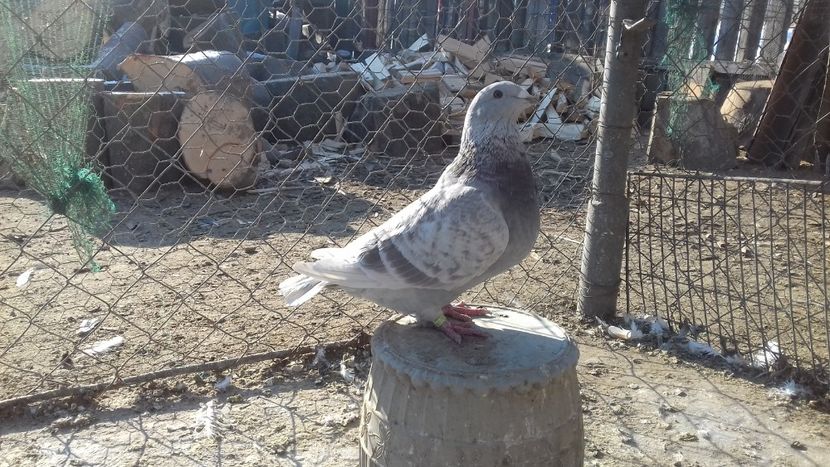  - Standard românesc 2018