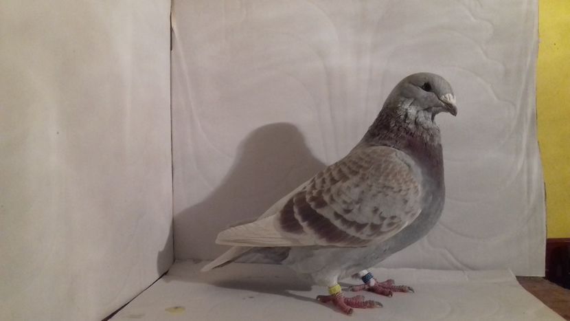  - Standard românesc 2018