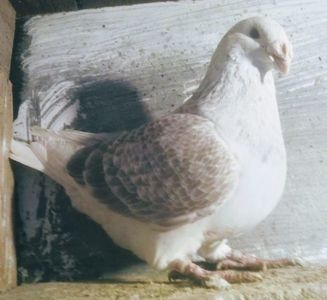 110578739_LLIALOJ - - A - EU