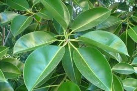 FICUSUL - PLANTE OTRAVITOARE