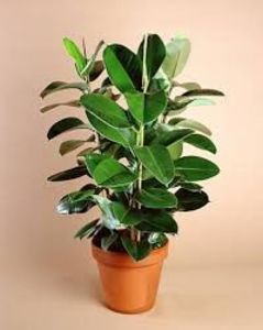 FICUSUL - PLANTE OTRAVITOARE