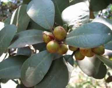 FICUSUL - PLANTE OTRAVITOARE