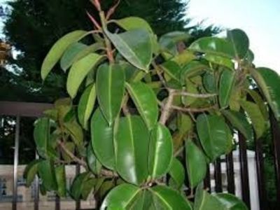 FICUSUL - PLANTE OTRAVITOARE