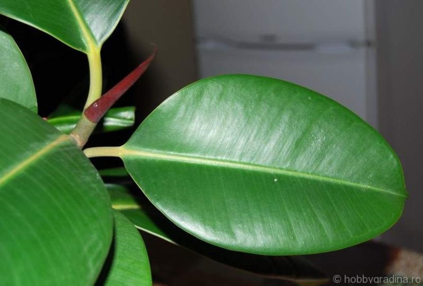 FICUSUL - PLANTE OTRAVITOARE