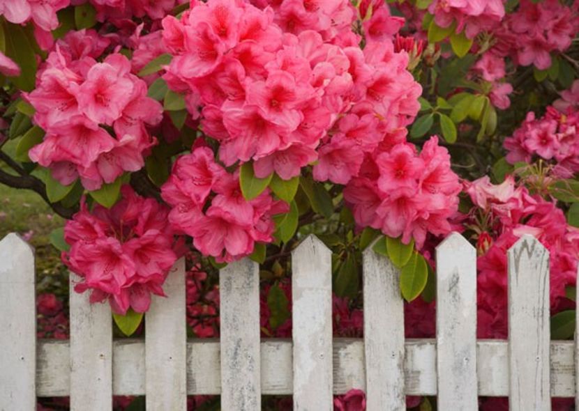 plante-otravitoare-caini-pisici - PLANTE OTRAVITOARE