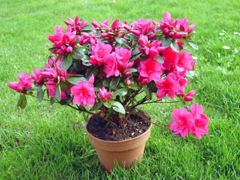 rododendron - PLANTE OTRAVITOARE