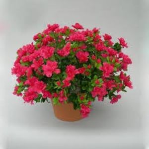 RODODENDRON - PLANTE OTRAVITOARE