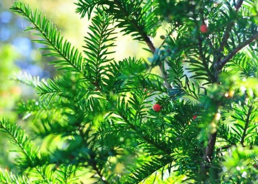 plante-otravitoare-caini-pisici - PLANTE OTRAVITOARE