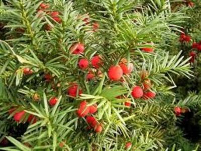 TISA - PLANTE OTRAVITOARE