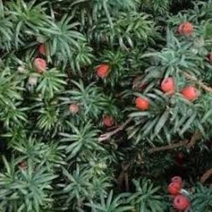 TISA - PLANTE OTRAVITOARE