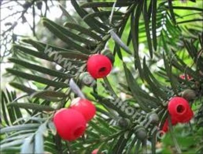 TISA - PLANTE OTRAVITOARE