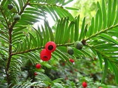 TISA - PLANTE OTRAVITOARE