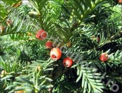 TISA - PLANTE OTRAVITOARE