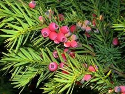 TISA - PLANTE OTRAVITOARE